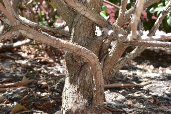 Rhododendron catawbiense - Bark