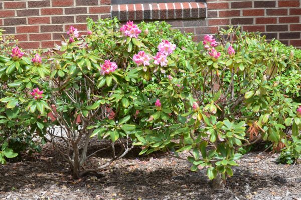 Rhododendron catawbiense - Habit