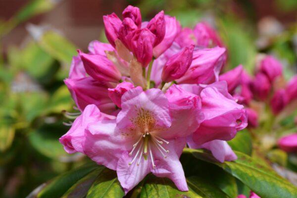Rhododendron catawbiense - Flowers