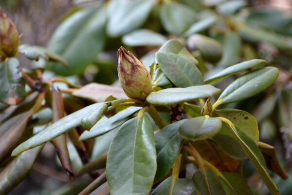 Rhododendron catawbiense - Bud and Winter Foliage