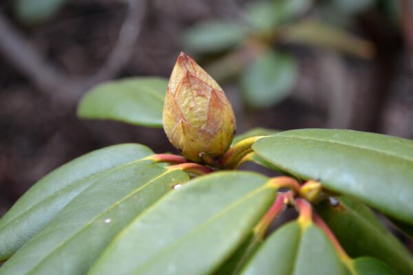 Rhododendron catawbiense - Buds