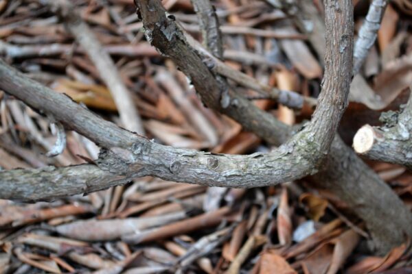 Rhododendron catawbiense - Bark
