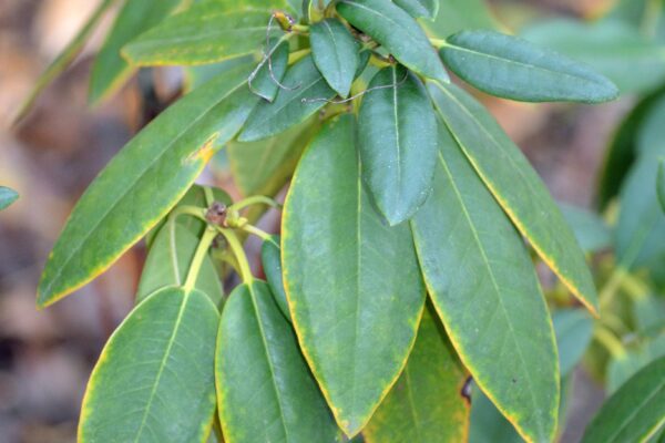Rhododendron catawbiense ′Lee’s Dark Purple′ - Leaves