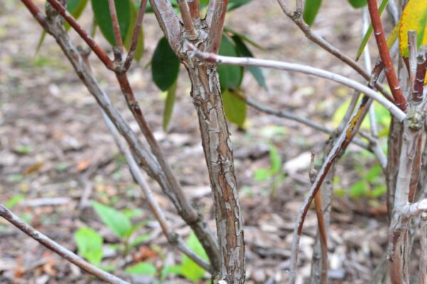 Rhododendron catawbiense ′Lee’s Dark Purple′ - Bark