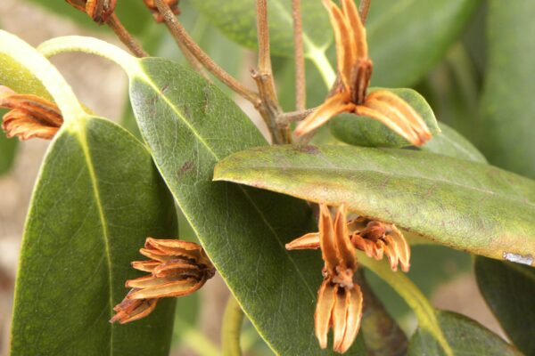 Rhododendron catawbiense ′Lee’s Dark Purple′ - Foliage and Seed Pods