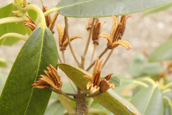 Rhododendron catawbiense ′Lee’s Dark Purple′ - Seed Pods