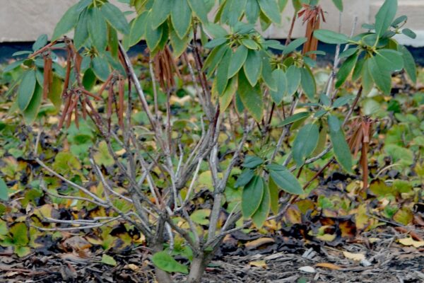 Rhododendron catawbiense ′Lee’s Dark Purple′ - Overall Shrub