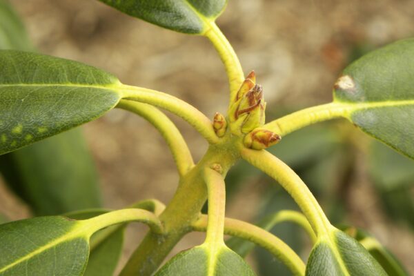 Rhododendron catawbiense ′Lee’s Dark Purple′ - Bud
