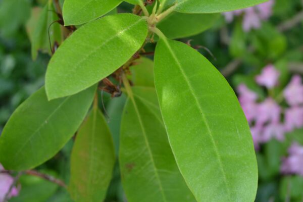 Rhododendron maximum ′Roseum′ - Foliage