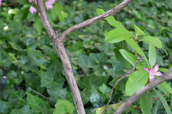 Rhododendron maximum ′Roseum′ - Bark