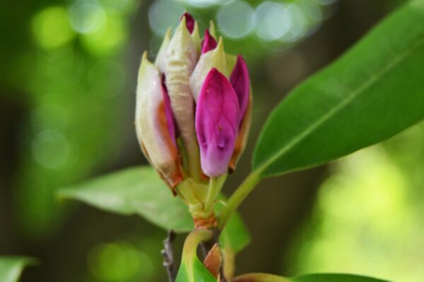 Rhododendron maximum ′Roseum′ - Flower Bud