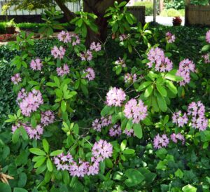Rhododendron maximum ′Roseum′ - Habit