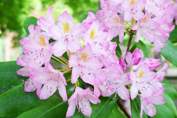 Rhododendron maximum ′Roseum′ - Flower