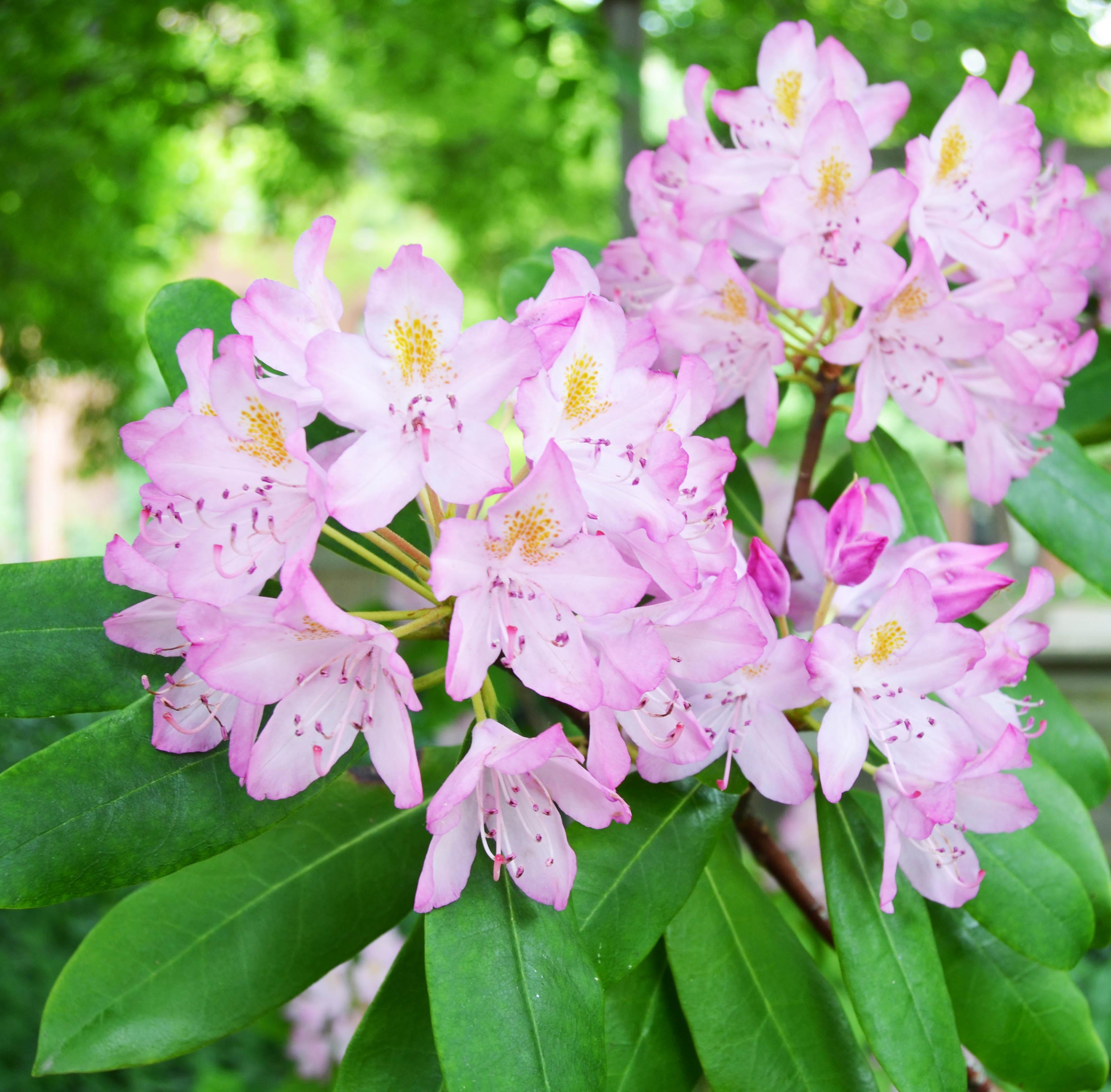 Rhododendron maximum ‘Roseum’ – Purdue Arboretum Explorer