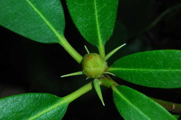 Rhododendron maximum var. roseum - Bud