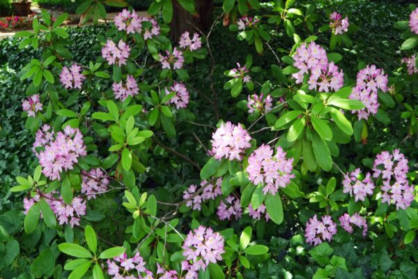 Rhododendron maximum ′Roseum′ - Habit