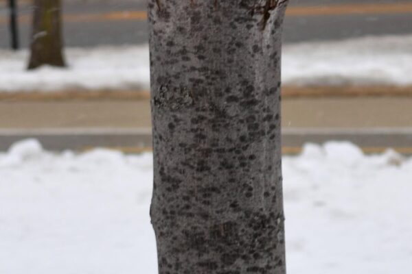Acer × freemanii ′Celzam′ [sold as Celebration®] - Bark