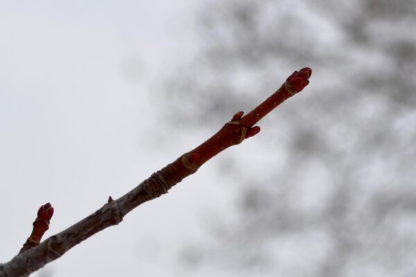 Acer × freemanii ′Celzam′ [sold as Celebration®] - Buds
