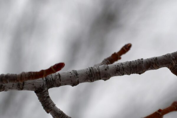 Acer × freemanii ′Celzam′ [sold as Celebration®] - Buds