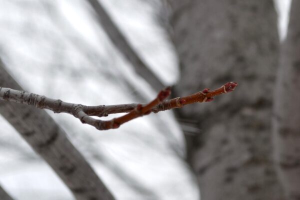Acer × freemanii ′Celzam′ [sold as Celebration®] - Twig and Buds