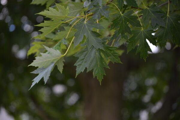Acer × freemanii ′Celzam′ [sold as Celebration®] - Leaves