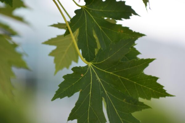 Acer × freemanii ′Celzam′ [sold as Celebration®] - Leaves