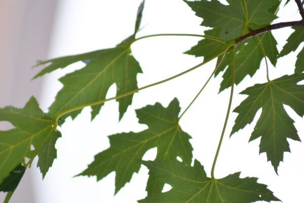 Acer × freemanii ′Celzam′ [sold as Celebration®] - Leaves