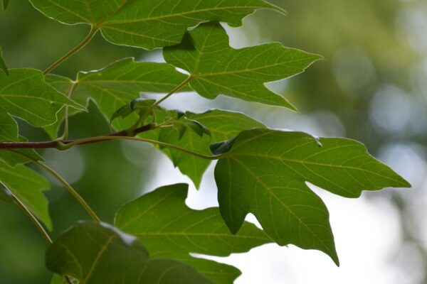 Acer × freemanii ′Marmo′ - Leaves