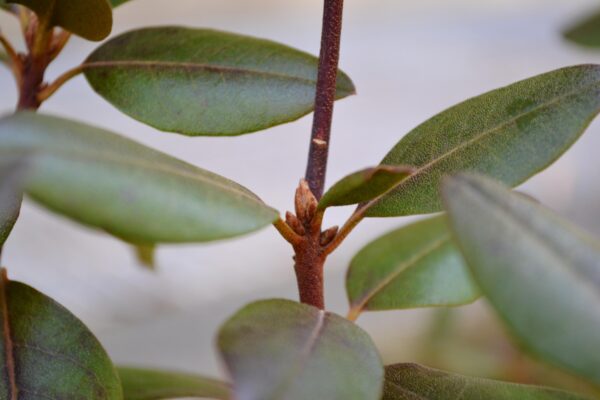 Rhododendron × ′Northern Starburst′ (P.J.M. Hybrid Group) - Bud and Winter Foliage