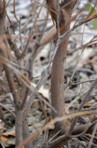 Rhododendron × ′Northern Starburst′ (P.J.M. Hybrid Group) - Bark