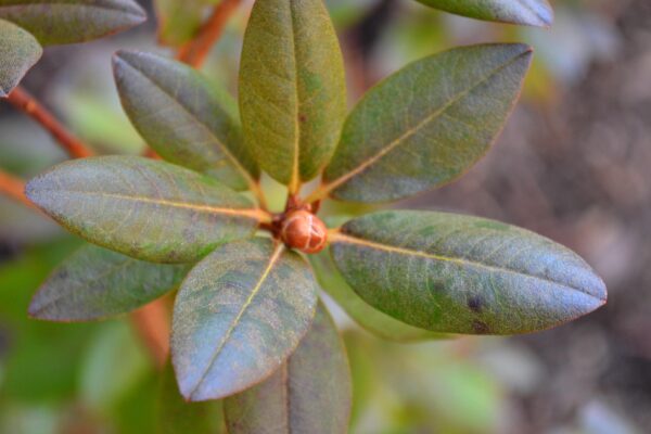 Rhododendron × ′Northern Starburst′ (P.J.M. Hybrid Group) - Bud and Winter Foliage