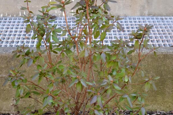 Rhododendron × ′Northern Starburst′ (P.J.M. Hybrid Group) - Winter Habit