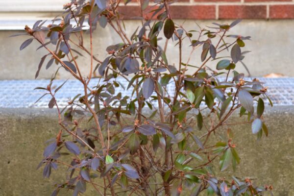Rhododendron × ′Northern Starburst′ (P.J.M. Hybrid Group) - Winter Habit