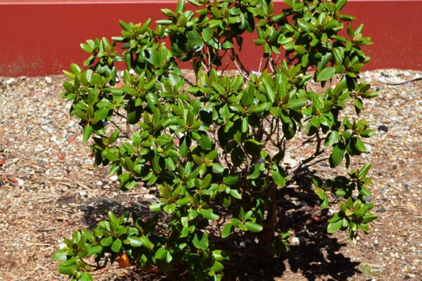 Rhododendron × ′Northern Starburst′ (P.J.M. Hybrid Group) - Summer Habit