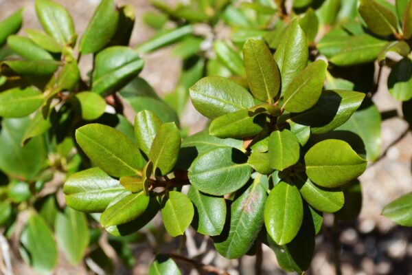 Rhododendron × ′Northern Starburst′ (P.J.M. Hybrid Group) - Summer Foliage