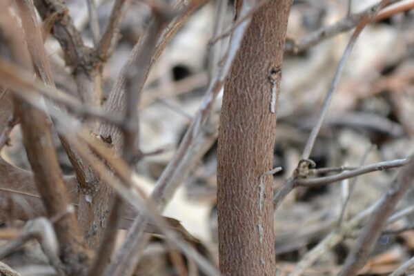 Rhododendron × ′Northern Starburst′ (P.J.M. Hybrid Group) - Bark