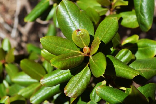 Rhododendron × ′Northern Starburst′ (P.J.M. Hybrid Group) - Summer Foliage