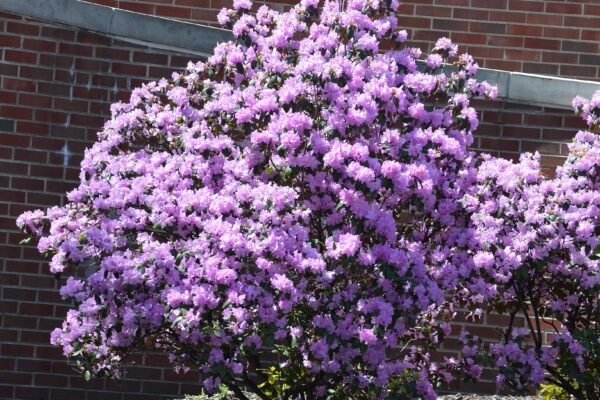 Rhododendron × ′P.J.M.′ (P.J.M. Hybrid Group) - Flowering Shrub