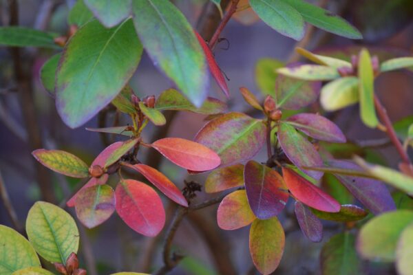 Rhododendron × ′P.J.M.′ (P.J.M. Hybrid Group) - Fall Foliage