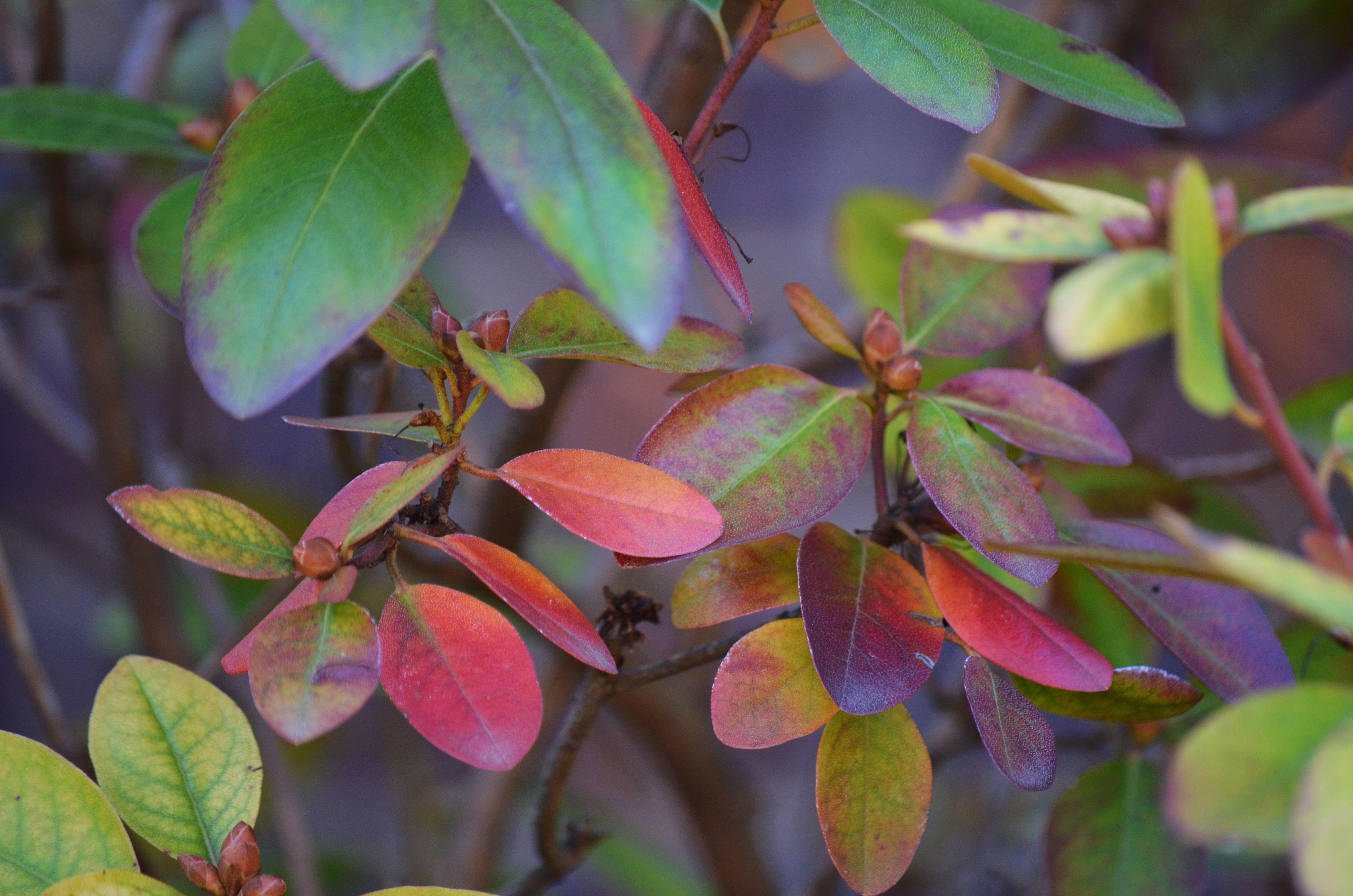 Pjm Rhoodendron Rhododendron × ‘P.J.M.’ (P.J.M. Hybrid Group) – Purdue Arboretum Explorer