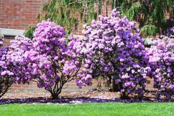 Rhododendron × ′P.J.M.′ (P.J.M. Hybrid Group) - Flowering Habit