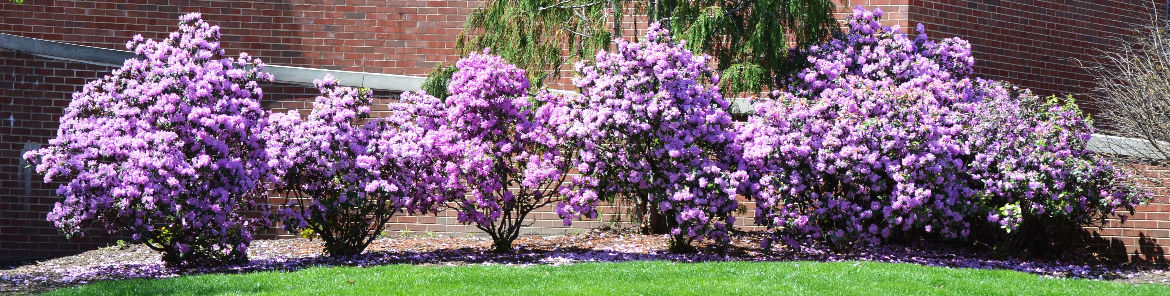 Pjm Rhoodendron Rhododendron × ‘P.J.M.’ (P.J.M. Hybrid Group) – Purdue Arboretum Explorer