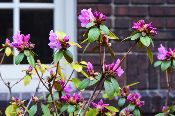 Rhododendron × ′P.J.M.′ (P.J.M. Hybrid Group) - Flowers & Foliage