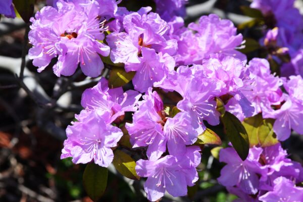 Rhododendron × ′P.J.M.′ (P.J.M. Hybrid Group) - Flowers