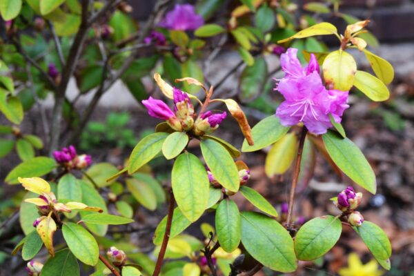 Rhododendron × ′P.J.M.′ (P.J.M. Hybrid Group) - Flower Buds & Foliage
