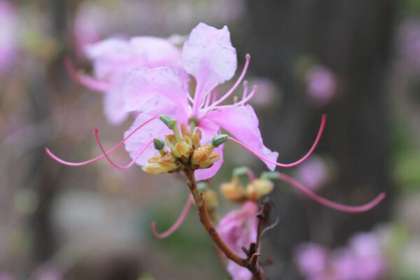 Rhododendron × ′P.J.M.′ (P.J.M. Hybrid Group) - Old Flowers
