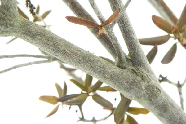 Rhododendron × ′P.J.M.′ (P.J.M. Hybrid Group) - Bark