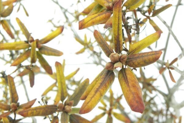 Rhododendron × ′P.J.M.′ (P.J.M. Hybrid Group) - Buds and Winter Foliage