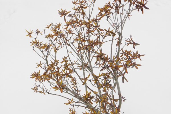 Rhododendron × ′P.J.M.′ (P.J.M. Hybrid Group) - Winter Habit