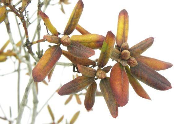 Rhododendron × ′P.J.M.′ (P.J.M. Hybrid Group) - Winter Foliage